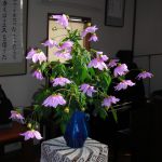 11月22日 講壇生花