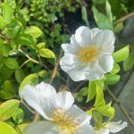 5月11日礼拝のご案内