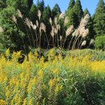 11月2日礼拝のご案内