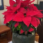 12月7日礼拝のご案内