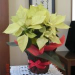 2025年12月28日　礼拝説教『マリアは月が満ちて』（動画36分）