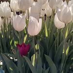 12月14日礼拝のご案内