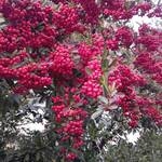 2026年1月4日 新年礼拝のご案内