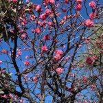 2026年1月18日 礼拝のご案内