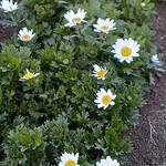 2026年1月18日　礼拝説教『あなたがたは力を受ける』（動画34分）