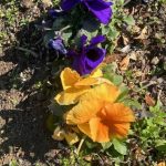 2026年2月22日　礼拝説教『ペテロの説教』（動画35分）