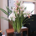 2026年3月1日　礼拝説教『生命に至る道』（動画39分）