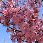 2026年3月8日 礼拝のご案内