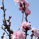 2026年3月29日 礼拝のご案内